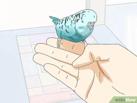 Imagem intitulada Hand Train a Parakeet Step 15