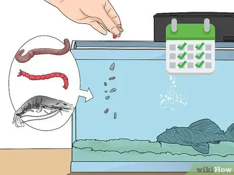 Imagem intitulada Feed a Pleco Step 8