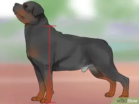 Imagem intitulada Identify a Rottweiler Step 4