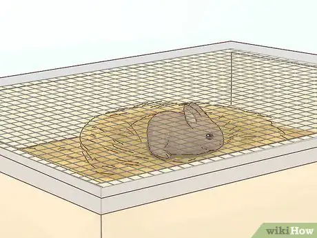 Imagem intitulada Care for a Baby Wild Rabbit Step 4