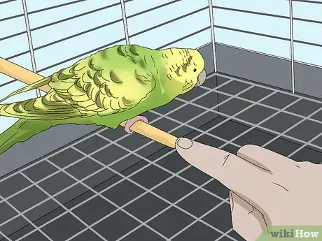Imagem intitulada Hand Train a Parakeet Step 14