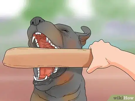Imagem intitulada Identify a Rottweiler Step 3