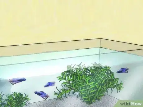 Imagem intitulada Change Your Betta Fish Water Step 12