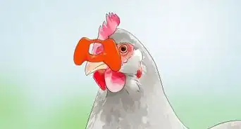 Evitar que as Galinhas Comam seus Próprios Ovos