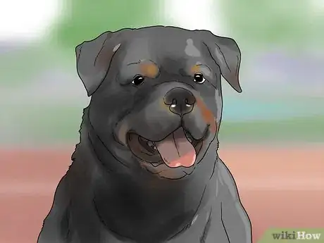 Imagem intitulada Identify a Rottweiler Step 2