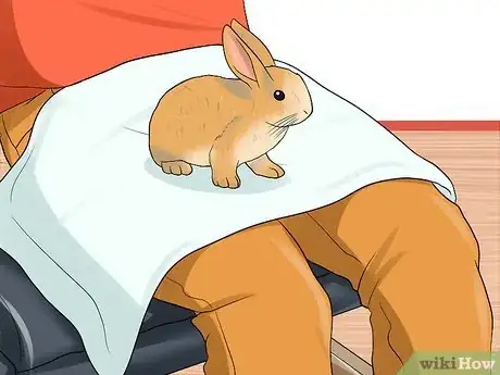Imagem intitulada Tame Your Rabbit Step 6