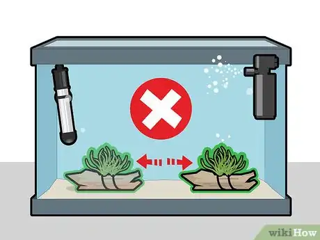 Imagem intitulada Grow Java Moss Step 9