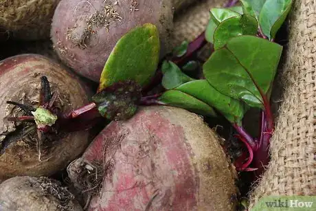 Imagem intitulada Store Raw Beets Step 1