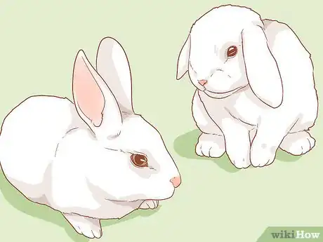 Imagem intitulada Raise a Lop Eared Rabbit As a Pet Step 11