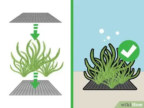 Imagem intitulada Grow Java Moss Step 8