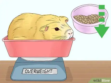 Imagem intitulada Feed a Guinea Pig Step 11
