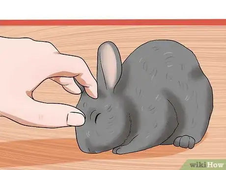 Imagem intitulada Win a Rabbit's Trust Step 8