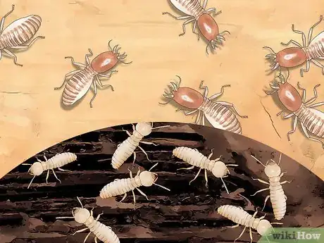 Imagem intitulada Identify Termite Larvae Step 4