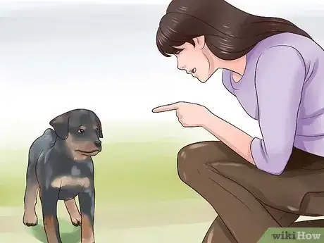 Imagem intitulada Train Your Rottweiler Puppy With Simple Commands Step 3