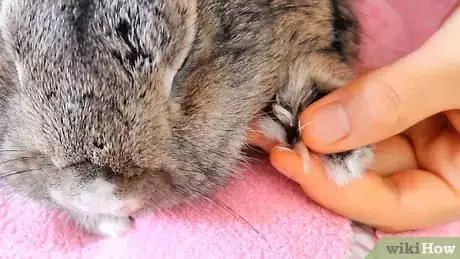 Imagem intitulada Cut a Rabbit's Claws Step 9