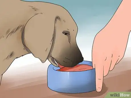 Imagem intitulada Reduce Excessive Shedding in Dogs Step 1