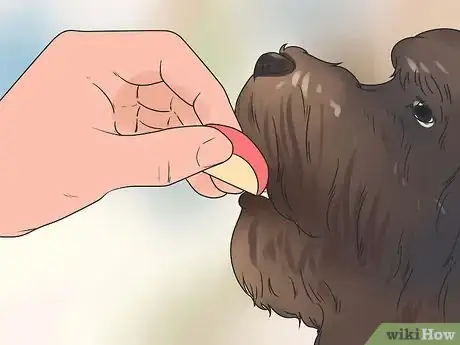 Imagem intitulada Reduce Excessive Shedding in Dogs Step 3