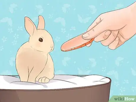 Imagem intitulada Transport a Rabbit Step 13