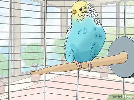Imagem intitulada Hand Train a Parakeet Step 10