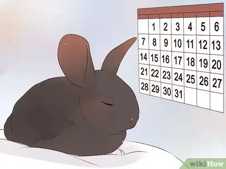 Imagem intitulada Transport a Rabbit Step 12
