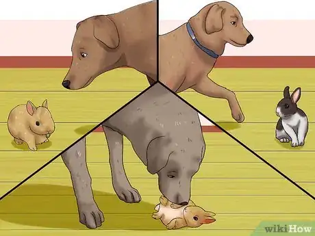 Imagem intitulada Introduce a Dog and a Rabbit Step 13