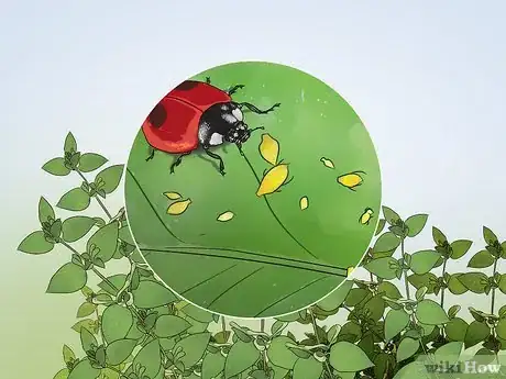 Imagem intitulada Catch Ladybugs Step 3