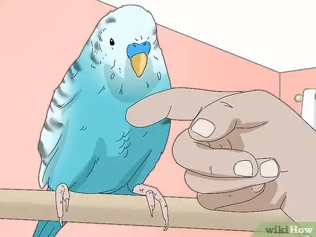 Imagem intitulada Hand Train a Parakeet Step 11