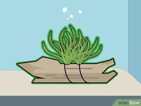 Imagem intitulada Grow Java Moss Step 7