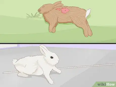 Imagem intitulada Care for an Injured Rabbit Step 13