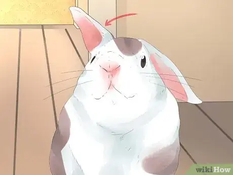 Imagem intitulada Understand Your Rabbit Step 13