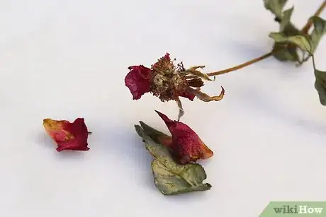 Imagem intitulada Make Itching Powder Step 1