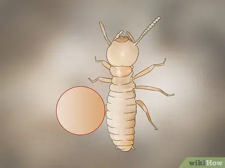 Imagem intitulada Identify Termite Larvae Step 2