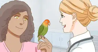 Cuidar de um Agapornis