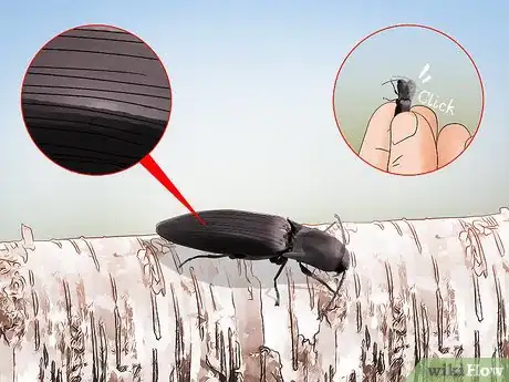 Imagem intitulada Identify Beetles Step 8