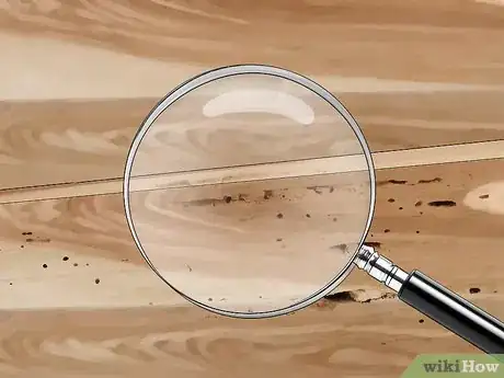 Imagem intitulada Identify Termite Larvae Step 5