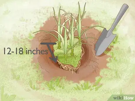 Imagem intitulada Get Rid of Nutgrass Step 4