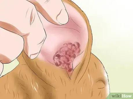 Imagem intitulada Treat Ear Mites in Rabbits Step 2