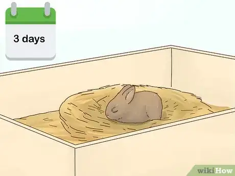 Imagem intitulada Care for a Baby Wild Rabbit Step 5