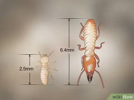 Imagem intitulada Identify Termite Larvae Step 3