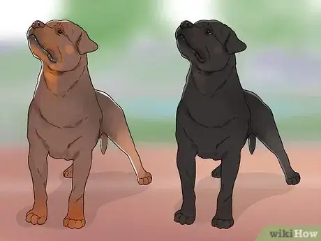 Imagem intitulada Identify a Rottweiler Step 8