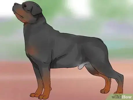 Imagem intitulada Identify a Rottweiler Step 1