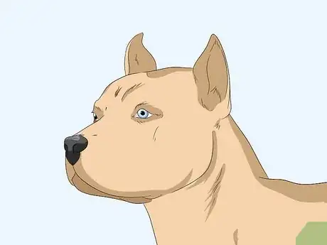 Imagem intitulada Identify Your Adopted Mutt Step 4