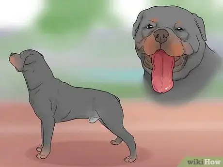 Imagem intitulada Identify a Rottweiler Step 9