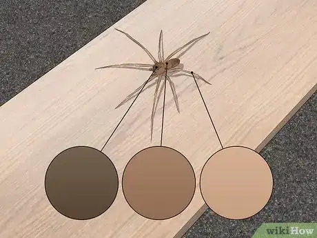 Imagem intitulada Identify a Brown Recluse Step 1