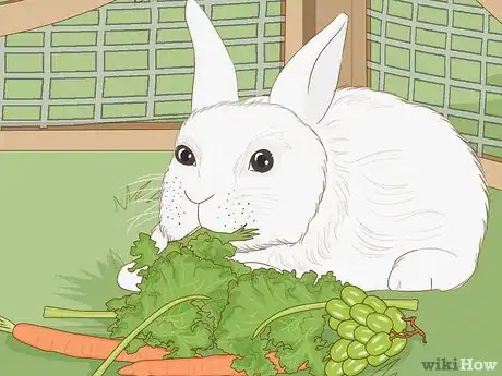 Imagem intitulada Care for Dwarf Rabbits Step 6