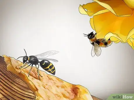 Imagem intitulada Identify Wasps Step 10