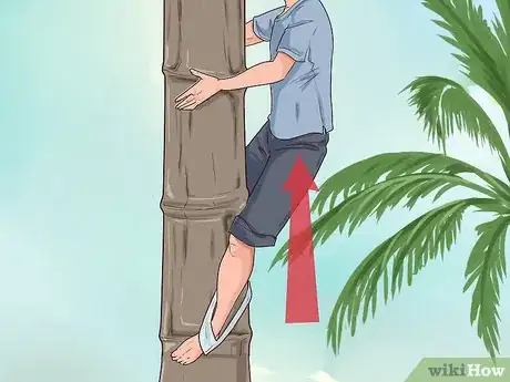 Imagem intitulada Climb a Coconut Tree Step 6
