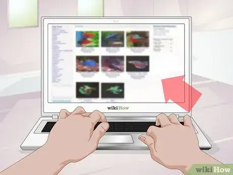 Imagem intitulada Pick a Betta Fish Step 3