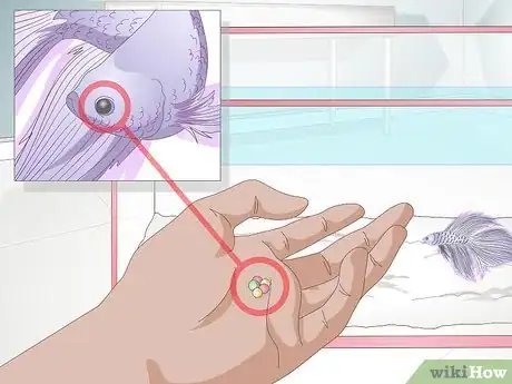 Imagem intitulada Feed a Betta Fish Step 1