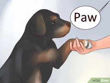 Imagem intitulada Train Your Rottweiler Puppy With Simple Commands Step 14